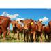 Gracie Oaks Curious Cows - Wrapped Canvas Photograph Canvas | 20 H x 30 W x 1.25 D in | Wayfair 24C314C524A8475C8DE67F41A88A9979