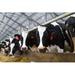 Gracie Oaks Holstein Cows by Grigorenko - Wrapped Canvas Photograph Canvas | 12 H x 18 W x 1.25 D in | Wayfair C2B846D5BCB54B0584D40453BCA5A16E