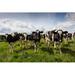 Gracie Oaks Young Dairy Cows by Deb Drury - Wrapped Canvas Photograph Canvas in White | 24 H x 36 W x 1.25 D in | Wayfair