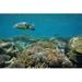 Bay Isle Home™ Green Sea Turtle by Damocean - Wrapped Canvas Photograph Canvas | 20 H x 30 W x 1.25 D in | Wayfair 2068F1C2780E4315A353DAADC0CC15B6