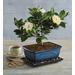 Gardenia Bonsai Tree Gift, Topiaries Bonsai, Gifts by Harry & David