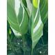 Canna Lily Striped Leaves 'Stuttgart' - Tuber to Plant Yourself (Free UK Postage)