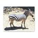 Rosalind Wheeler Zebra by Kelly Johnson - Wrapped Canvas Photograph Canvas in Black/White | 8 H x 10 W x 2 D in | Wayfair