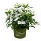 Runaway Bride® Girlanden-Hortensie, Gartenhortensie, Hortensie, Blume, winterhart, im 6 Liter Topf, weisse Blüten