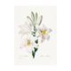 Wild Flowers - Lily of the Madonna | Poster | Wall Art | Home Decor |