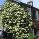 Hydrangea Petiolaris XXL Rare Climbing hydrangea Large 3Lt Pot Flowering Plants To Your Door