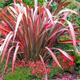 Phormium Evening Glow XXL 3Lt Pot Tropical Evergreen Grass Plants to your door