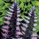 Japanese painted Fern (Athyrium niponicum) 3Lt Pot