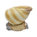 wendunide home decor Conch Garden Decoration Home Pot Flower Natural Pot Flower Shellfish Home Decor Multicolor