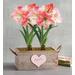 Mother's Day Apple Blossom Amaryllis Gift, Blooming Plants, Gifts by Harry & David