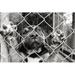 Ebern Designs Pup in a Pen by Suemack - Wrapped Canvas Photograph Canvas in Black/White | 12 H x 18 W x 1.25 D in | Wayfair