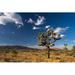 Ebern Designs Joshua Tree National Park by Kateleigh Wrapped Canvas Photograph Canvas | 20 H x 30 W x 1.25 D in | Wayfair