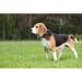 Ebern Designs Beagle Standing - Wrapped Canvas Photograph Metal | 32 H x 48 W x 1.25 D in | Wayfair 40AB5938683C4F01891EED35A066753B