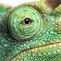 Ebern Designs Jackson's Horned Chameleon by Globalp - Wrapped Canvas Photograph Canvas in White | 36 H x 36 W x 1.25 D in | Wayfair