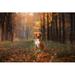 Millwood Pines Nova Scotia Duck Tolling Retriever by Anna-Av - Wrapped Canvas Photograph Canvas | 20 H x 30 W x 1.25 D in | Wayfair