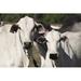 Gracie Oaks Cattle - Nelore on Farm by Andree_Nery - Wrapped Canvas Photograph Metal | 32 H x 48 W x 1.25 D in | Wayfair