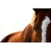 Union Rustic Chestnut Horse Eye by Virgonira - Wrapped Canvas Photograph Canvas | 20 H x 30 W x 1.25 D in | Wayfair