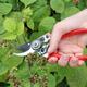 Darlac bypass secateurs