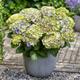 Hydrangea Macrophylla Magical Jewel