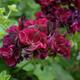 Geranium 'Rosebud Tommy'