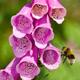 Wild Foxglove Seeds