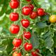 Tomato Seeds - Crimson Cherry F1 (Cordon)