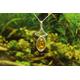 Amber Solid Sterling Silver Pendant & Chain | Chain Options Available - Hallmarked