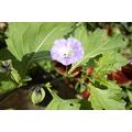 Shoo Fly Plant Seeds | Nicandra Physaloides Organic