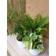 3x Live Pet Friendly Houseplant Lucky Dip