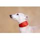 Leather Collar Hot, Iggy Collar, Whippet Galgo Saluki Greyhound Collar, Italiangreyhound Collar