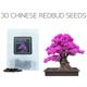30 Chinese Redbud Bonsai Seeds | Grow Your Own Tree Cercis Chinensis Growing Guide Perfect For Beginners & Enthusiasts