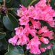 Dwarf Pink Rhododendron 2 Litre Pot | Free UK Postage