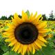 Usa Seller Mammoth Grey Stripe Sunflower 25 Seeds Heirloom Helianthus Annuus