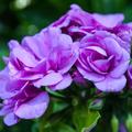 Geranium 'Blue Sybil'