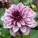 Dahlia 'Creme de Cassis'