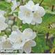 Philadelphus Innocence