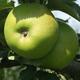 Bramley Apple tree