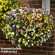 Viola Pre-Planted Hanging Basket