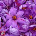 Crocus sativus (Saffron)