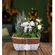 White Winter Basket - Christmas Plants - Xmas Plants - Christmas Plant Delivery - Plant Gifts - Plant Gift Delivery - Free Chocs