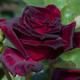 YouGarden Rose 'Black Baccara' Bare Root Bush