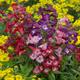 YouGarden Perennial Hardy Penstemon Collection x 12 Jumbo Plug Plants