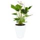 Anthurium Houseplants 13Cm White (Ceramic Pot)