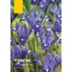 Verve Dwarf Iris Harmony Flower Bulb, Pack Of 15