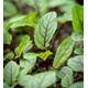 Sorrel Blood-veined (100 seeds)