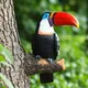 Figurine d'oiseau Toucan décor Hugger d'arbre ornements en résine de face statue de jardin