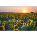 Gracie Oaks Davis Sunset over Sunflowers - Wrapped Canvas Photograph Canvas | 8 H x 12 W x 1.25 D in | Wayfair D229F0D305C743559228D73331AFEDDA