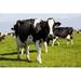 Gracie Oaks Cows - Wrapped Canvas Photograph Canvas | 20 H x 30 W x 1.25 D in | Wayfair 3AD9EEE81AA24E6794CD206418E0C3B5