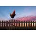 Gracie Oaks Rooster Crowing on a Wooden Fence at Sunrise - Wrapped Canvas Photograph Canvas | 12 H x 18 W x 1.25 D in | Wayfair