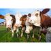 Gracie Oaks Cattle on Green Meadow are Feeded - Wrapped Canvas Photograph Canvas | 8 H x 12 W x 1.25 D in | Wayfair